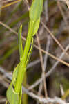 Baldwin's milkwort